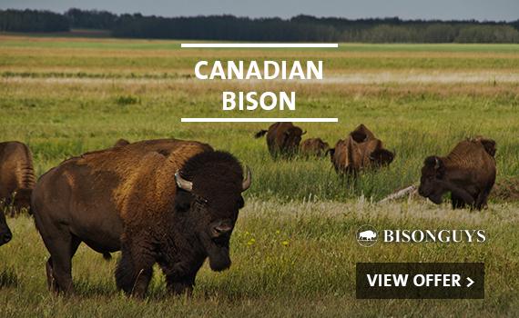 Canadian Bison