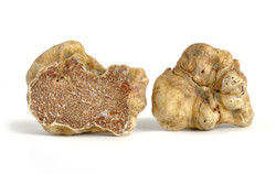 White (Alba) Truffles – Tuber Magnatum Pico